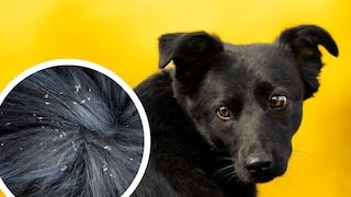 Stressschuppen sind eine Form von Hautschuppen (Dandruff), die durch psychische Belastung, Angst oder Stress ausgelöst werden können.