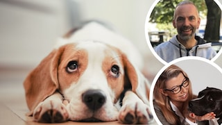 Ein Hund wartet auf dem Teppich darauf, dass seine Halter wieder nach Hause kommen