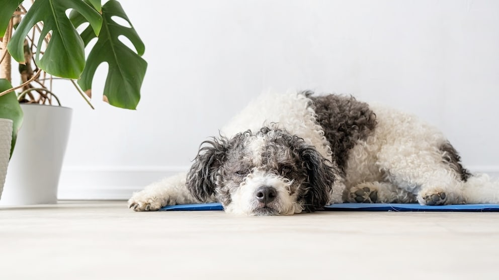Hund liegt wohl auf einer Kühlmatte mit Pflanze nebendran