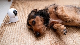 Künstliche Intelligenz Hund