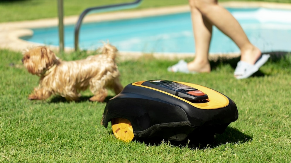 Mähroboter rollt im Garten auf einen Hund zu