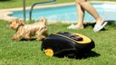 M&auml;hroboter rollt im Garten auf einen Hund zu