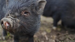 Minischweine in einem Freigehege