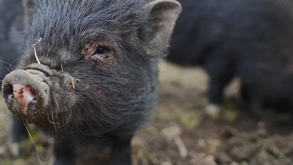 Minischweine in einem Freigehege