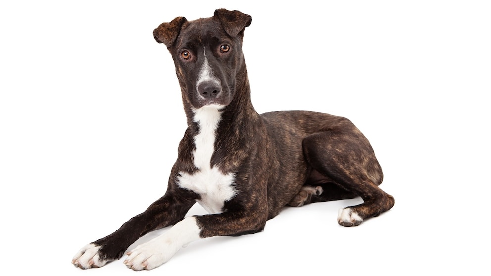 Mountain Cur