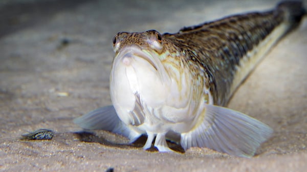 Ein Petermännchen auf dem Meeresgrund