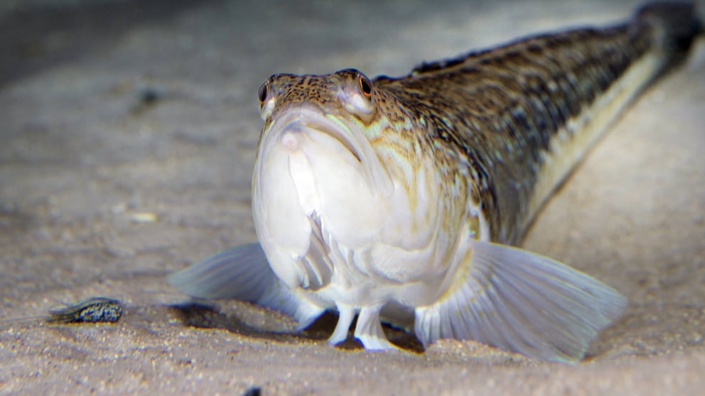 Ein Petermännchen auf dem Meeresgrund