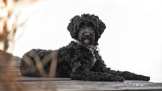 Portugiesischer Wasserhund