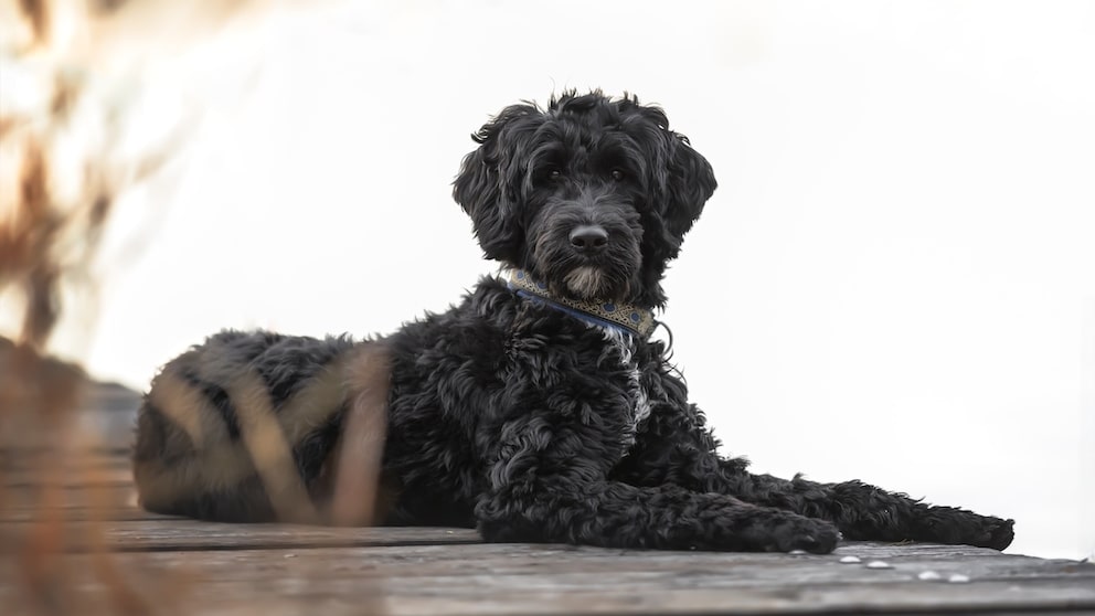 Portugiesischer Wasserhund