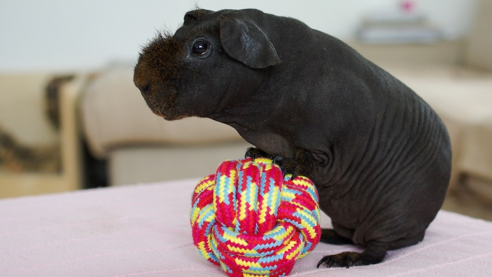 Schwarzes Skinny-Meerschweinchen