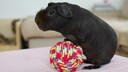 Schwarzes Skinny-Meerschweinchen