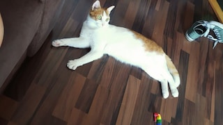 Kater Remo liegt auf dem Boden in einer Dachwohnung. Dabei schwitzt die Katze nur an den Pfoten