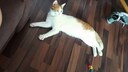 Kater Remo liegt auf dem Boden in einer Dachwohnung. Dabei schwitzt die Katze nur an den Pfoten