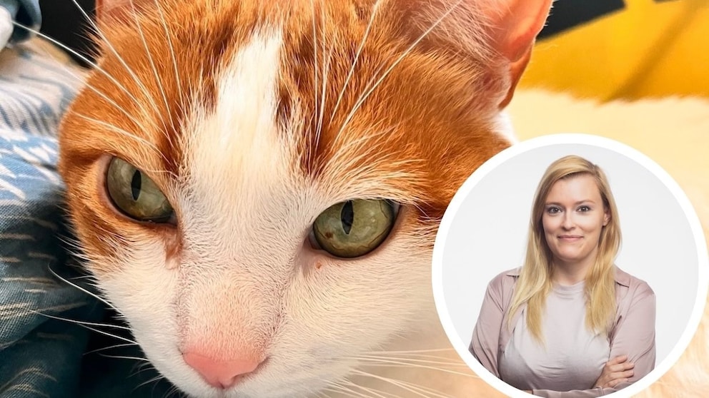 Collage aus Kater Remo und Haustierexpertin Louisa Stoeffler