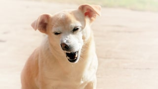 Kleiner brauner Hund sitzt in der Sonne und niest