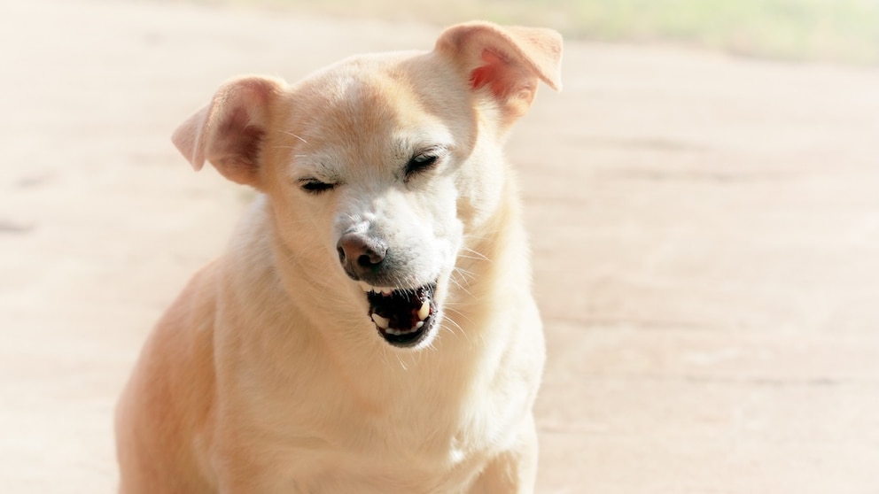 Kleiner brauner Hund sitzt in der Sonne und niest