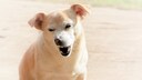 Kleiner brauner Hund sitzt in der Sonne und niest