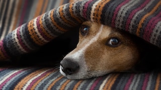 Hund Schnupfen