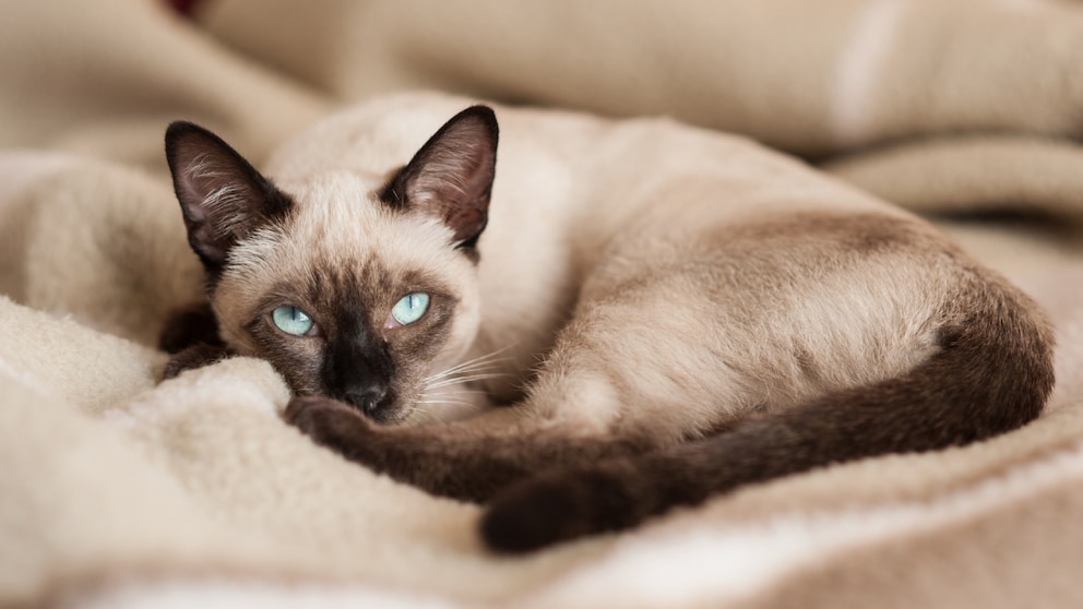 Siamkatze