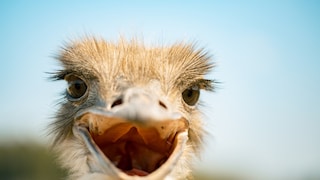 Ein Vogelstrauß beginnt mit dem Balzen