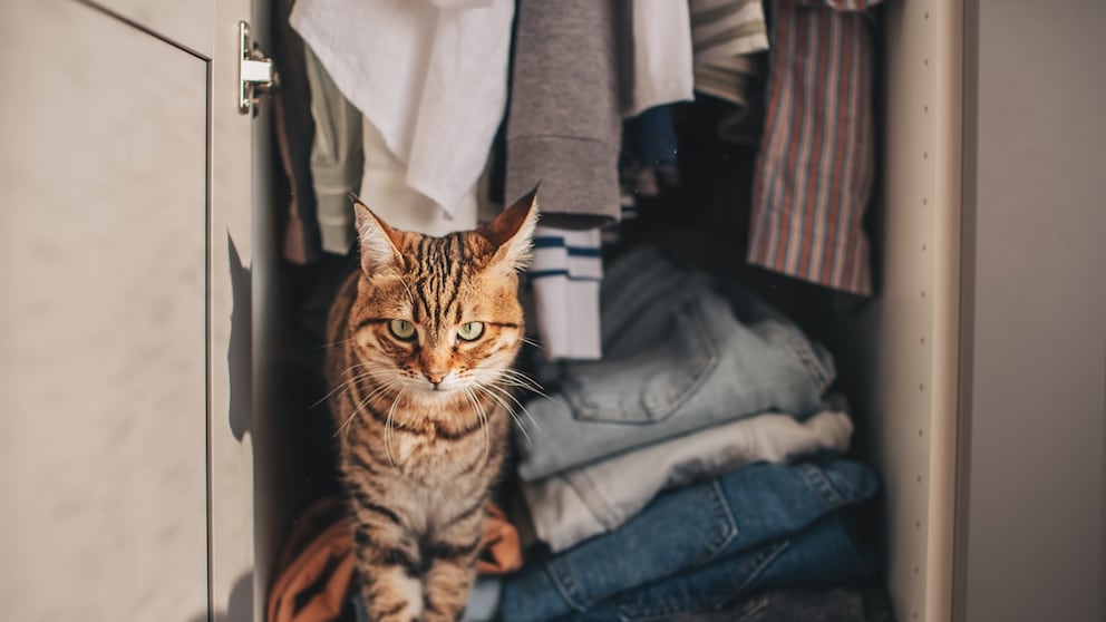 Katze sitzt im Kleiderschrank