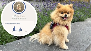 Yumi mit Tractive Tracker