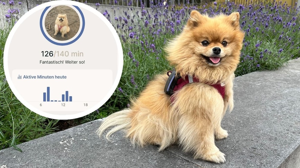 Yumi mit Tractive Tracker
