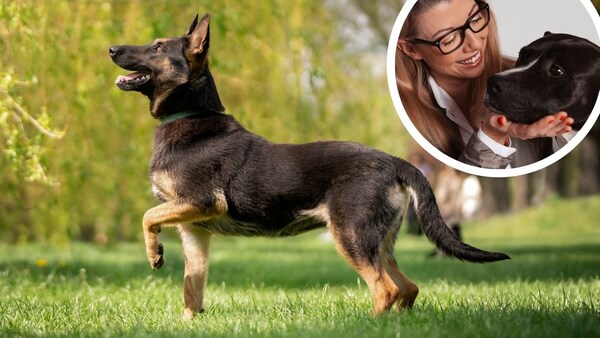 Deutscher Schäferhund