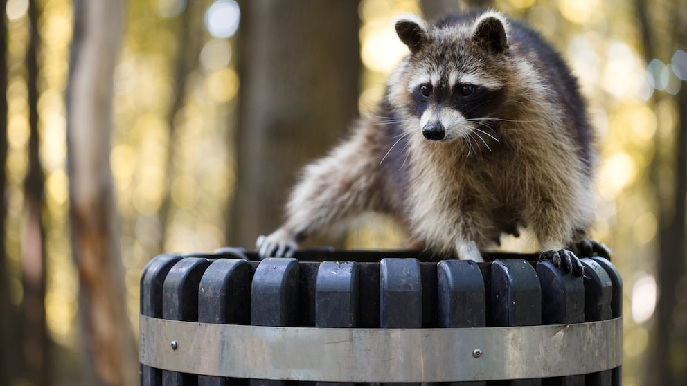 Waschbär auf einem Mülleimer