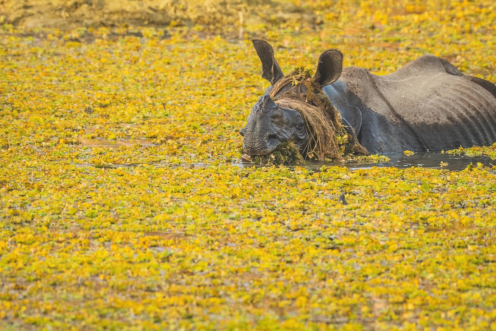 „Ich hab die Haare schön!“ Das ist das Motto von diesem stylischen Nashorn
