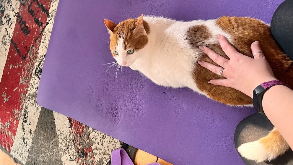 Kater Remo liegt auf der Yogamatte