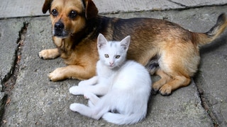 Ein Hund und eine Katze liegen gemeinsam auf dem Boden