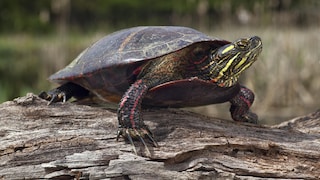 Zierschildkröte (Chrysemys picta)