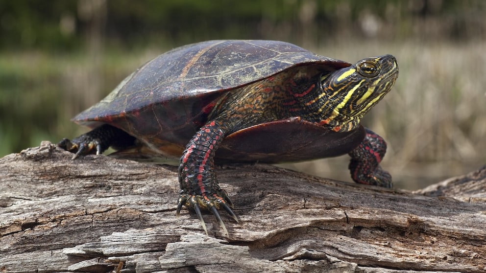 Zierschildkröte (Chrysemys picta)