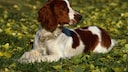 Der Welsh Springer Spaniel z&auml;hlt zu den &auml;ltesten bekannten Hunderassen, die bis heute erhalten geblieben sind.
