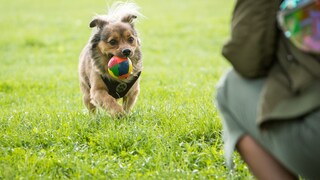 Ein Hund rennt mit einem Ball im Maul über eine Wiese
