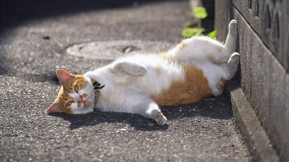Entspannte Katze, die mit dem Gesicht nach oben auf Beton liegt