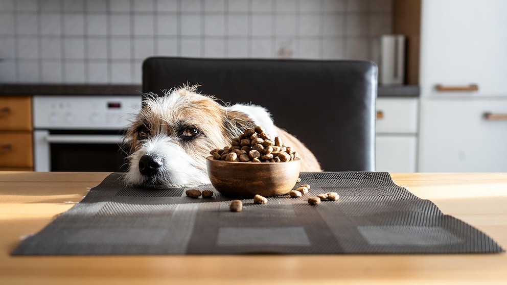 Hund liegt appetitlos vor seinem Futter