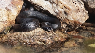 Ringelnatter, Ringel-Natter, Milos-Ringelnatter (Natrix natrix schweizeri), melanistische Ringelnatter, Griechenland, Mílos