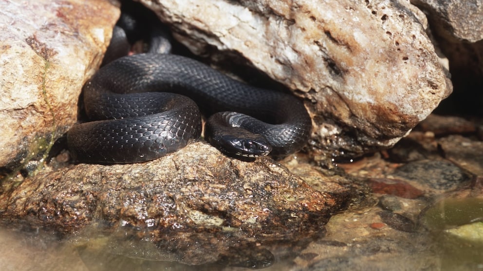 Ringelnatter, Ringel-Natter, Milos-Ringelnatter (Natrix natrix schweizeri), melanistische Ringelnatter, Griechenland, Mílos