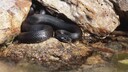 Ringelnatter, Ringel-Natter, Milos-Ringelnatter (Natrix natrix schweizeri), melanistische Ringelnatter, Griechenland, M&iacute;los