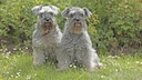 Zwei Zwergschnauzer sitzen auf einer Wiese