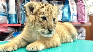 Ein Liger-Baby sitzt im Zoo von Zaharesti, nahe der Stadt Suceava, im Nordosten Rumäniens (undatierte Aufnahme). Das Tier wurde Mitte Mai 2025 geboren.