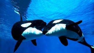 Zwei Orcas, die sich gegenseitig mit dem Mund berühren