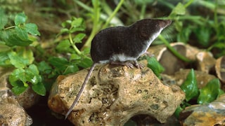 Man sollte die Wasserspitzmaus aufgrund ihrer Größe nicht unterschätzen