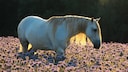 Berber sind eine der &auml;ltesten kultivierten Pferderassen des Mittelmeerraums.