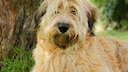 Der Schafpudel ist ein Altdeutscher H&uuml;tehund, der mittlerweile kaum noch verbreitet ist