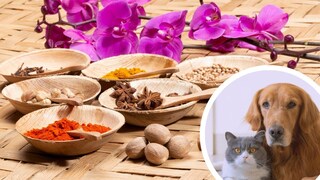 Indische Gewürze und Porträt von Hund und Katze (Kreis)