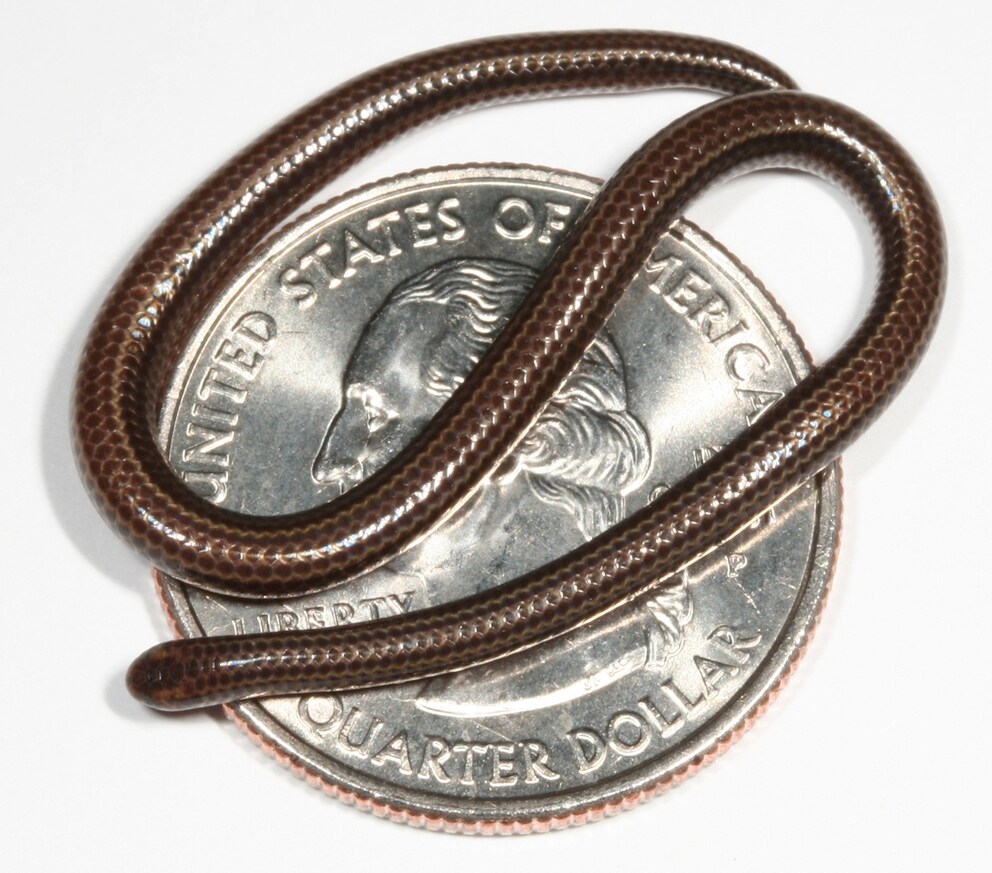 Tetracheilostoma carlae on a coin