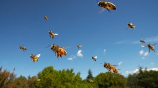 Bienen im Anflug auf ihren Stock mit Pollenhöschen an den Beinen